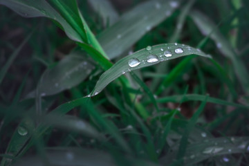rain drops ond leaves