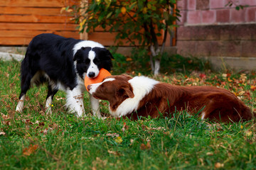 Two dogs Border Collie