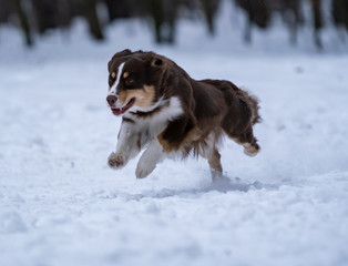 dog breed australian shepherd catches a disc in the snow