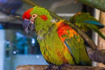 closeup of a red fronted macaw parrot, portrait of a tropical and critically endangered bird from Bolivia © Charlotte B