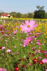 Beautiful cosmos colorful flowers in the garden