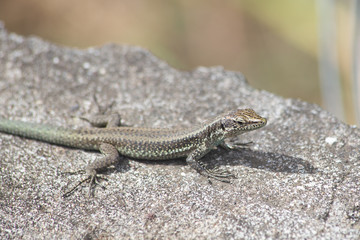 Mauereidechse, Podarcis muralis