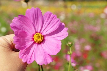 Beautiful cosmos colorful flowers in the garden