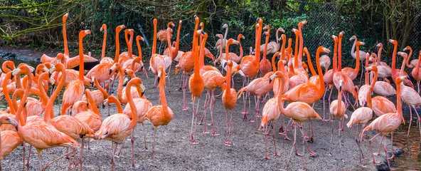 Foto op Canvas big American flamingo family standing all together, tropical birds from the galapagos islands © Charlotte B