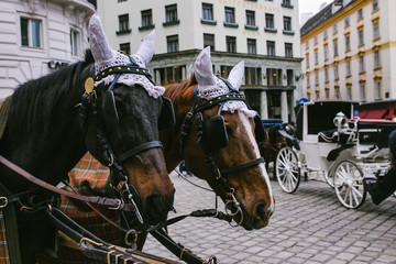 Obraz premium horse faces in harness on white carriage background