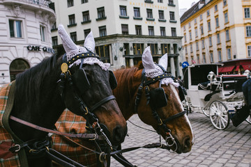 Obraz premium horse faces in harness on white carriage background