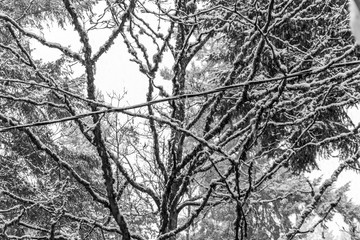 Abstract Snow On Branches 2