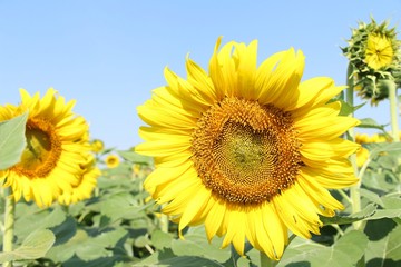 Naklejka premium Sunflowers field at beautiful in the garden