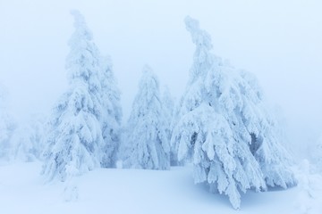 Fototapeta na wymiar Winter snow forest. Snow lies on the branches of trees. Frosty snowy weather. Beautiful winter forest landscape fantasy forest with snow falling in winter Winter foggy forest scene. Christmas time