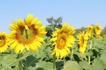 Fototapeta premium Sunflowers field at beautiful in the garden