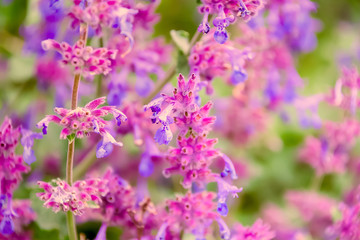 Fototapeta premium Nature wallpaper blurred background with small florets in summertime. Beautiful pink flowers in orchard. Toned image doesn’t in focus.