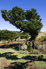 Lorbeerwald, Madeira, Fanal, feenwald