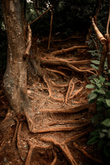 Living stairs from the roots of a tree in dark tropical forest in Bali