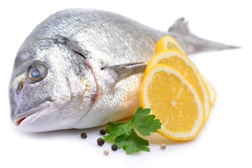 Dorado fish on white background
