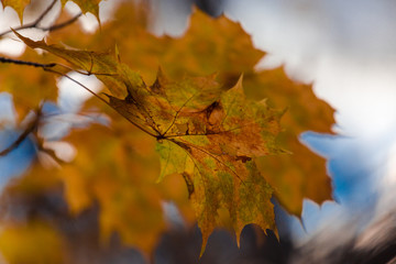 Yellow leaves of a maple against the background of the autumn sky