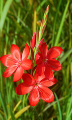 Kaffir Lily (Schizostylis)