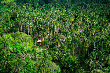 Asian hut cottage in lush green jungle, panoramic view from the top, thailand