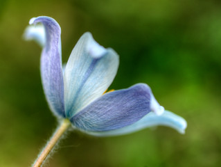 Anémone alpine à Cervires, Hautes-Alpes, France © Jorge Alves