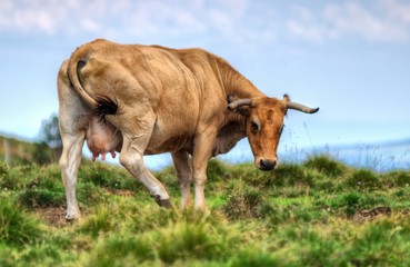 Vache au col de la Croix-Morand, Puy-de-Dôme, France