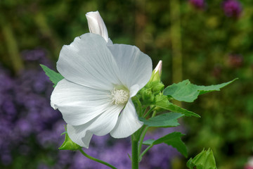 Mallow.