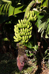 Obraz premium Bananensstaude