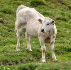 Veau au col de la Croix-Morand, Puy-de-Dôme, France