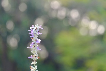 A sweet bunch of blue Silvia flower blossom in botanical garden with bokeh and warm light