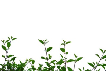 asia,background,beautiful,botanical,botany,branch,bright,closeup,detail,environment,flora,foliage,forest,frame,fresh,freshness,garden,geomantic,green,greenery,growth,isolated,jungle,leaf,light,lush,na