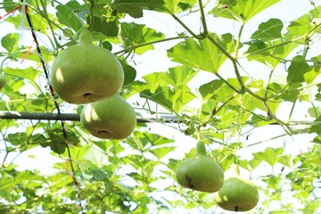 fresh calabash with nature in the garden