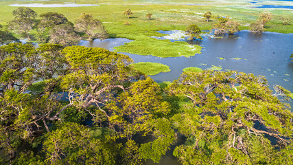 Aerial. Fruit bat trees. Tissamaharama, Sri Lanka.