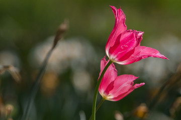 Naklejka premium Frühlingsblumen