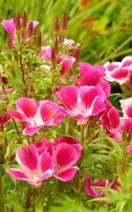 Beautiful and vibrantly colorful Flower Portraits and interesting and unusual gardens.