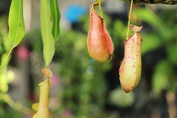 tropical pitcher plants or monkey cups in garden