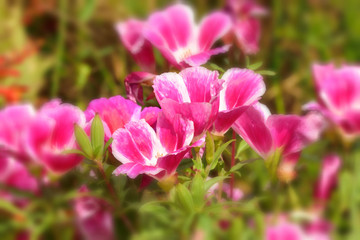 Beautiful and vibrantly colorful Flower Portraits and interesting and unusual gardens.