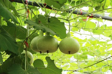 fresh calabash with nature in the garden