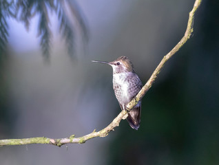 hummingbird perched on branch