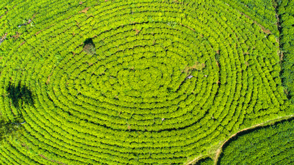Fototapeta premium Aerial. Famous green tea plantation landscape view from Lipton's Seat, Haputale, Sri Lanka.