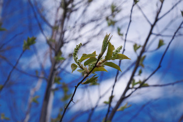 buds and bird cherry blossomearly spring blossom