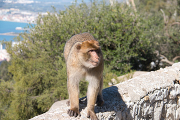 The famous monkeys of Gibraltar are one of the attractions of the rock