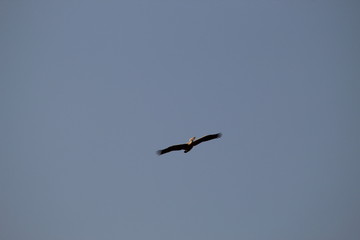 Pelican flying high in the sky