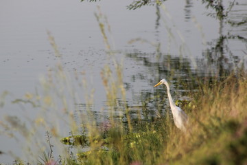 Egret calmly sitting on the bank of river