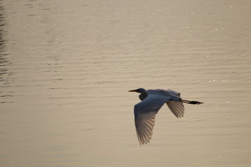 Egret cruising over a lake