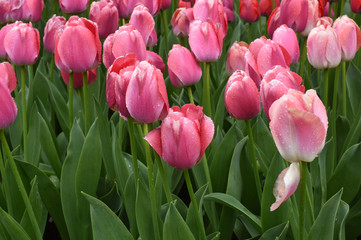 Colorful tulips in spring