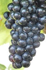 Fresh grapes in the vineyard with nature