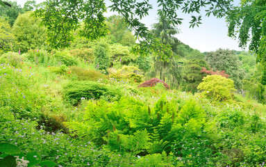 Fototapeta premium Woodland and garden.