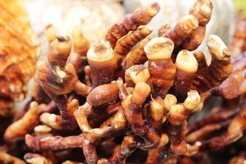 Lingzhi mushroom or Ganoderma lucidum with nature