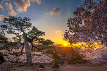 Sunset with cherry blossoms