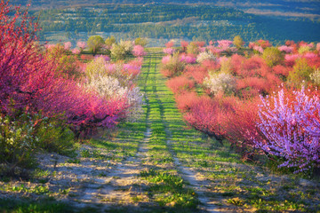 Flowering peach trees in spring in the garden. Crimea, Russia