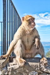 The famous monkeys of Gibraltar are one of the attractions of the rock