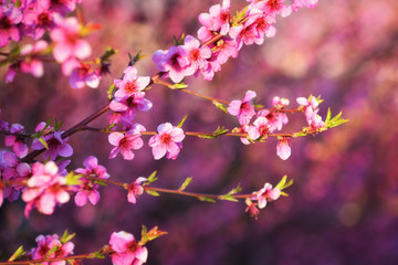 Flowering peach trees in spring in the garden. Crimea, Russia